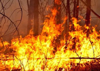 Низовой пожар в лесах Рязанской области перешёл в верховой