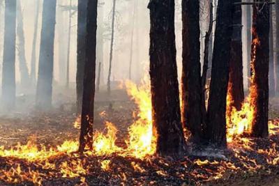 Пожары в Рязанской области ликвидируют 850 человек