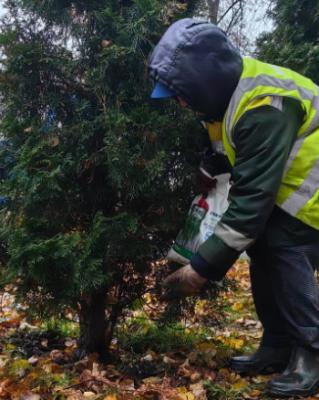 В Рязани хвойные деревья готовят к зиме