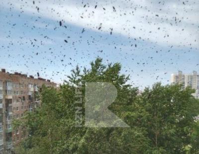 Канищево в Рязани атаковали пчёлы