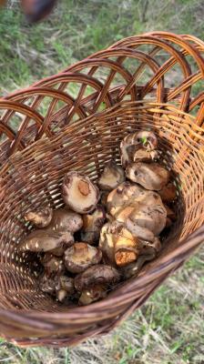 В рязанских лесах выросли свинушки