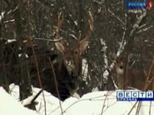 В ближайшее время в Рязанской области пополнится количество особей пятнистых оленей