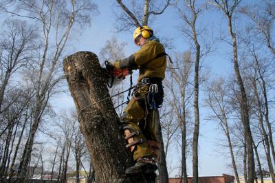 Работы по опиловке деревьев в Рязани приведут к отключению электроэнергии