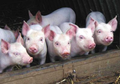 Более 140 жителей Рязанской области получили компенсации за отчуждённых из-за АЧС свиней