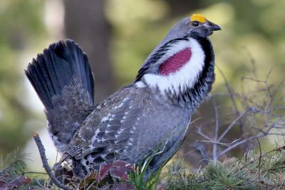 Рязанцев приглашают на фототуры в Мещёру