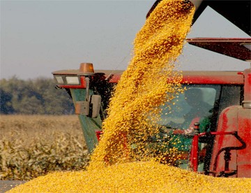 Олег Ковалёв поздравил аграриев Александро-Невского района с намолотом более 100 тысяч тонн зерна