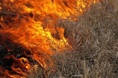 В ближайшие двое суток в лесах Сасовского района ожидается 5 класс пожарной опасности