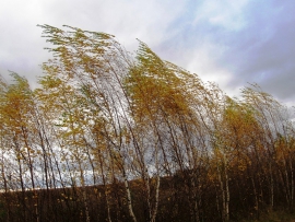 В Рязанской области сохранится порывистый ветер