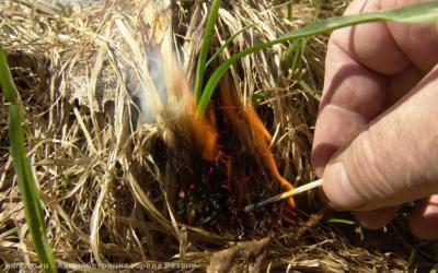 МЧС запрещает рязанцам жечь сухую траву