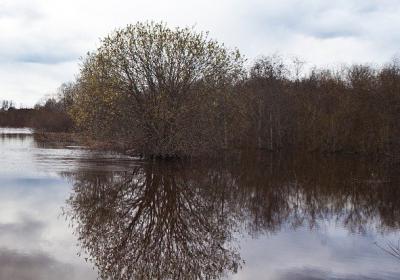 Стало известно, когда в Рязанской области вскроются реки