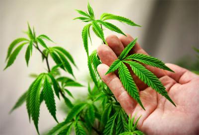 Более 3,5 килограммов марихуаны изъяли наркополицейские в Рязанской области