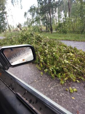В Рязанском районе ураган повалил деревья на дорогу