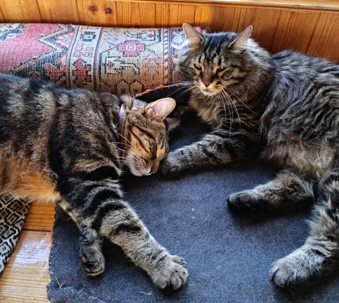 Собак в реестре домашних животных Рязанской области регистрируют чаще, чем кошек