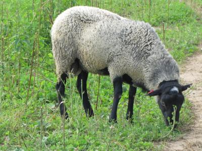 Рязанские овцы могут похвастаться своей родословной