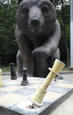 Рязанскому медведю-шахматисту стало нечем играть