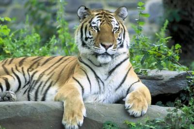 Рязанские школьники могут выиграть экскурсию в Московский зоопарк