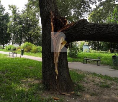 Появилось видео падения дерева на улице Фирсова в Рязани