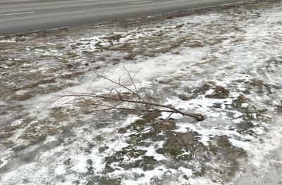 На Московском шоссе в Рязани опять поломали деревья