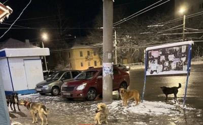 Рязанцев предупредили о стае собак на площади Попова