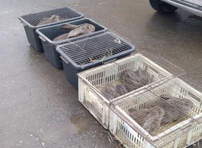 На рынке в Михайлове незаконно продавали живых кроликов