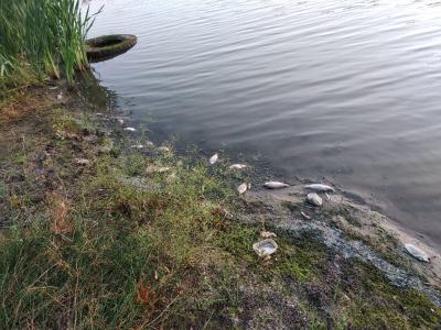В Рыбновском районе в реке Дубянка заметили массовую гибель рыбы