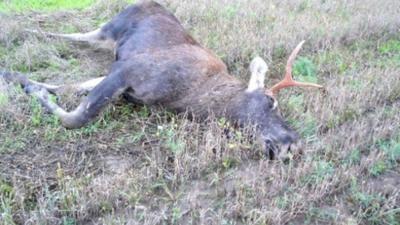 В Клепиковском районе москвич незаконно застрелил лося