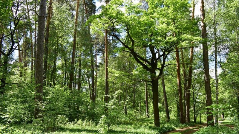 В лесах Сараевского округа заблудились двое детей