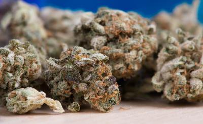 Рязанские полицейские изъяли свыше 400 граммов марихуаны