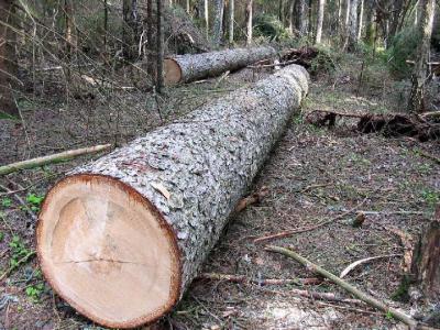 Сасовские стражи порядка раскрыли хищение древесины
