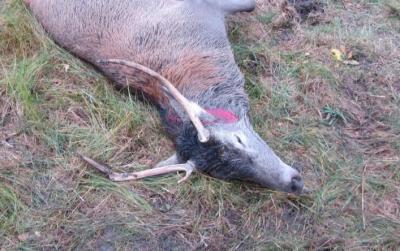 Под Рязанью поймали браконьера, застрелившего оленя