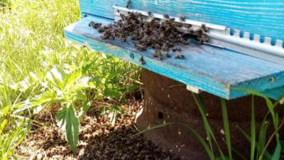 У пасечников Чучковского района погибли пчёлы