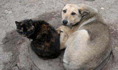 В Рязани вновь выделят субсидии на гуманное сокращение численности бездомных животных