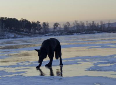 Рискуя жизнью, рязанец спас собаку из ледяной воды