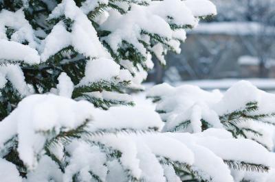 В начале декабря в Рязанской области может выпасть снег