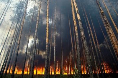 С начала пожароопасного периода в лесах Рязанщины произошло 13 возгораний