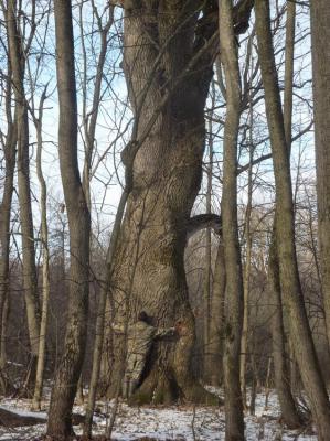 В Шиловском районе нашли дуб, которому исполнилось более 500 лет