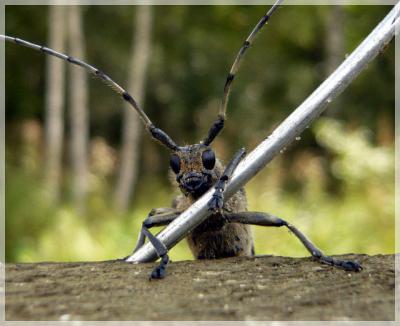 Рязанские леса атаковали жуки