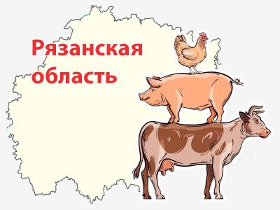 Рязанская свинина опередила другие виды мяса по объёмам производства