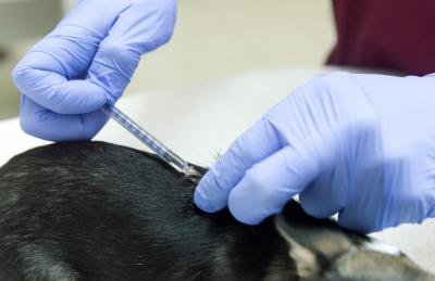 Рязанцы могут бесплатно вакцинировать от бешенства домашних животных