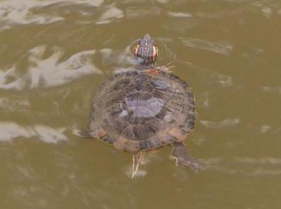Красноухие черепахи угрожают популяции болотных черепах в рязанских прудах
