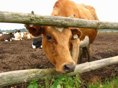 У рязанского сельхозпредприятия арестовали урожай картофеля и крупный рогатый скот