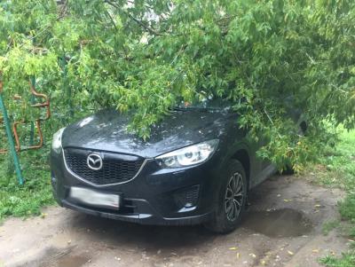 На улице Радищева дерево упало на иномарку