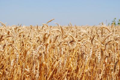 Рязанский минсельхоз рассказал, что повлияло на получение рекордных урожаев