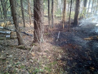 В Клепиковском районе тушат загоревшийся лес