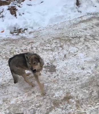 В Кальном бродячие собаки покусали рязанку и её питомца
