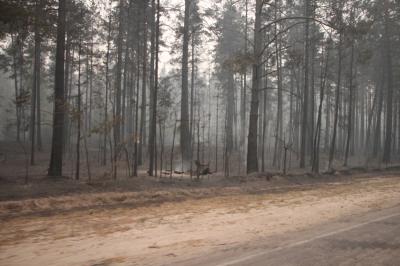 Возле посёлка Ласковский в Рязанской районе зафиксирован лесной пожар