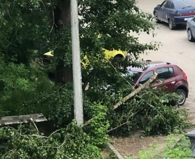 Дерево упало на автомобили на улице Белякова в Рязани