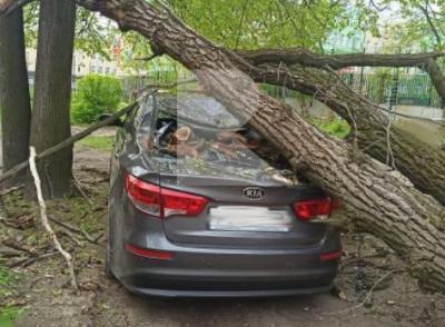 На улице Братиславской в Рязани на иномарку рухнуло дерево