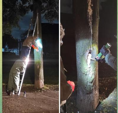 Дупло с шершнями в Кремлёвском сквере в Рязани запенили