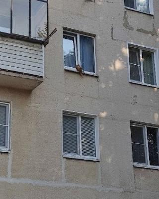 В Рязани спасатели вызволили застрявшего в окне кота